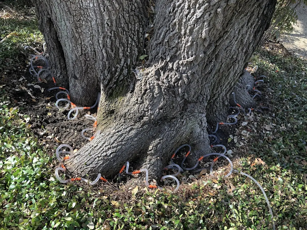 Detailed Tree Cabling and Bracing job site in Chapin