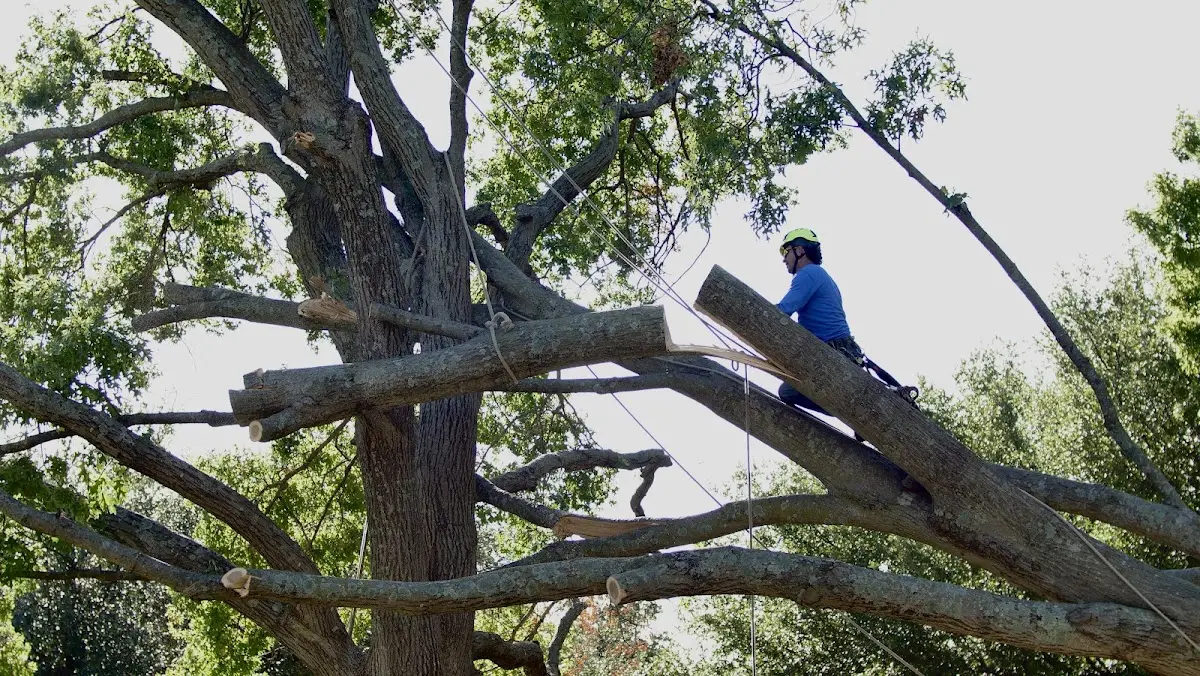 Professional Hazardous Tree Removal performed by certified arborists in Chapin