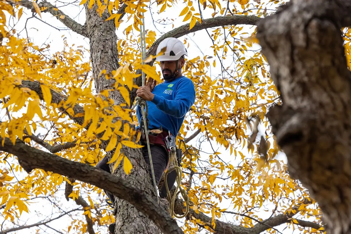 Skilled Dead Tree Removal crew working in Chapin