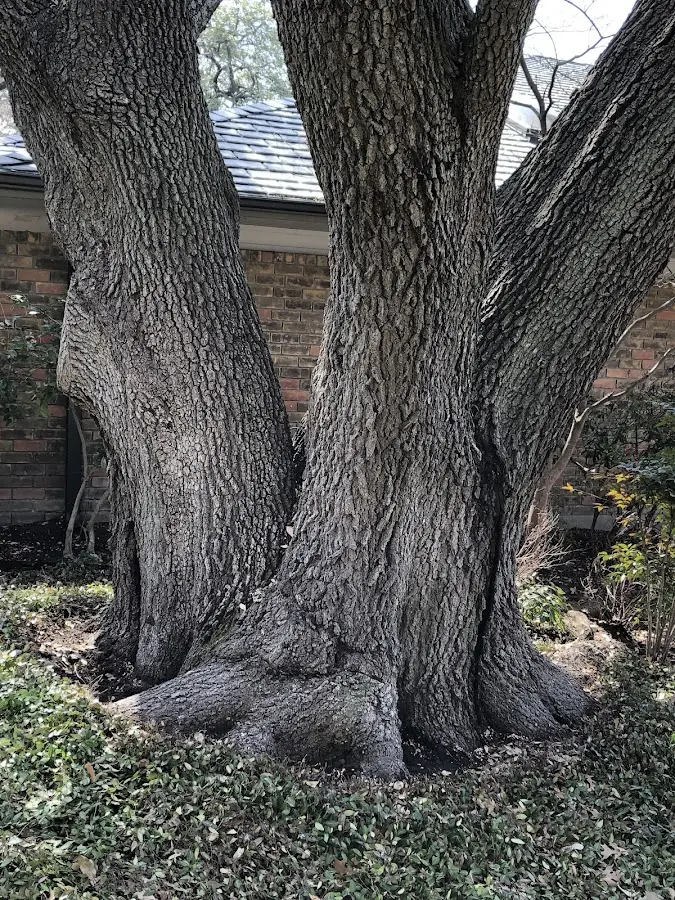 Mature heritage tree close to a Chapin property cared for by certified arborists